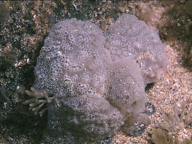 Aplidium nordmanni